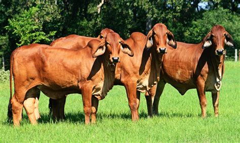 Rockley brahmans has brahman bulls for sale in queensland, australia. US Cows make way into Pakistan's dairy market - Samaa TV