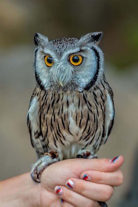 Northern White Faced Scops Owl By Leon Herbert On 500px Animals