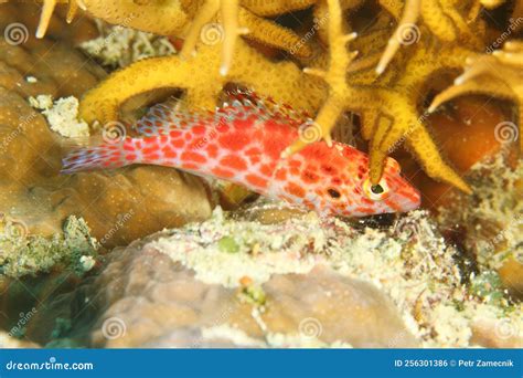 Fish Pixy Hawkfish Or Coral Hawkfish Stock Photo Image Of Papua