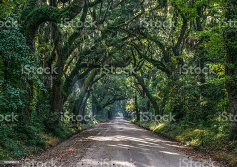 Oak Tree Tunnel Road To Botany Bay Plantation In Editso Island South