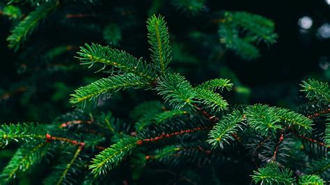 Spruce Wallpaper Branches Green Free Hd Download Wallpapers 2024