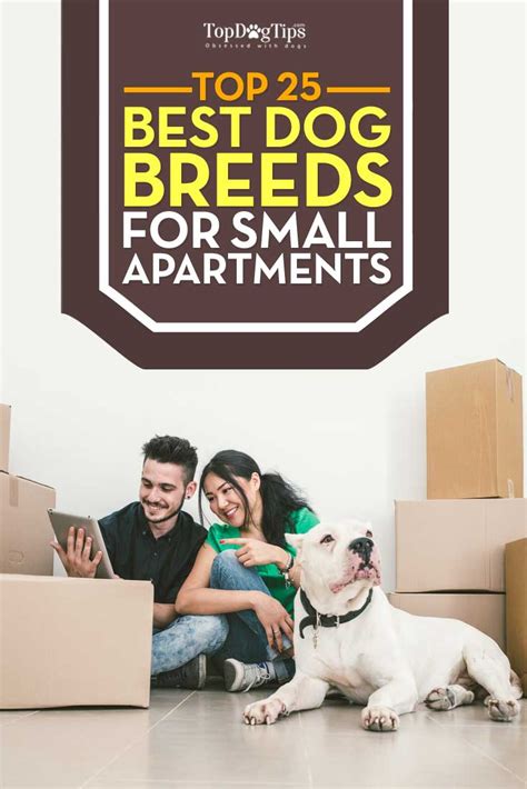 25 Best Dog Breeds For Small Apartments Top Dog Tips