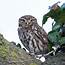 Russ Telfer Wildlife Photography Little Owls