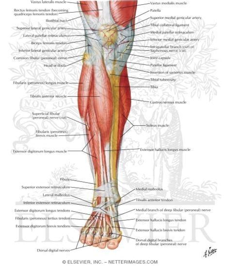 Muscles Of Leg Superificial Dissection Anterior View