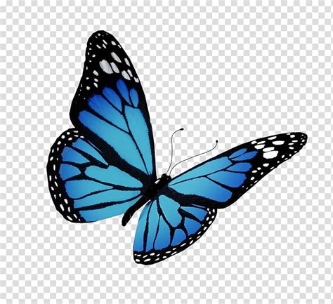 Blue Monarch Butterfly Clipart Vector Monarch Butterfly Clipart