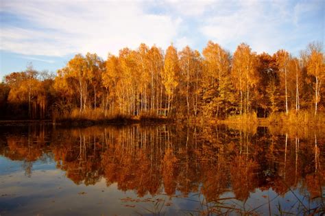 Free Images Reflection Habitat Nature Tree Wilderness