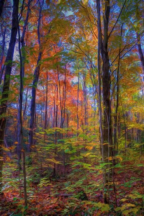 Forest In The Fall Painting By Anthony Seebaran
