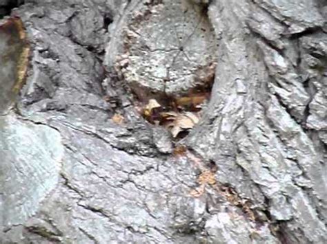 Een ongediertebestrijder weet namelijk hoe hij een hoornaar nest moet verwijderen. hoornaar nest - YouTube