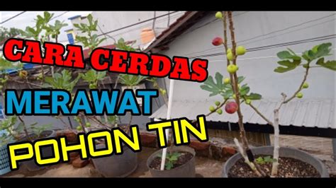 11 cara menanam strawberry agar cepat berbuah. ♥️ CARA MERAWAT POHON TIN. (FIGS) - YouTube