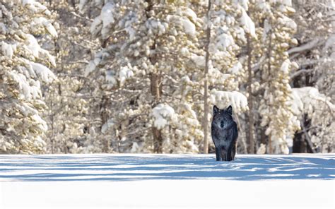 Wallpaper Black Wolf Snow Trees Winter 2880x1800 Hd Picture Image