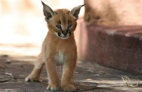 Caracal Kit Small Wild Cats Animals Baby Animals