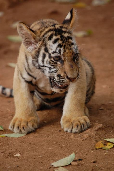 Satpura Reserve Adds Seven Cubs To Its Tiger Populace Indias Endangered