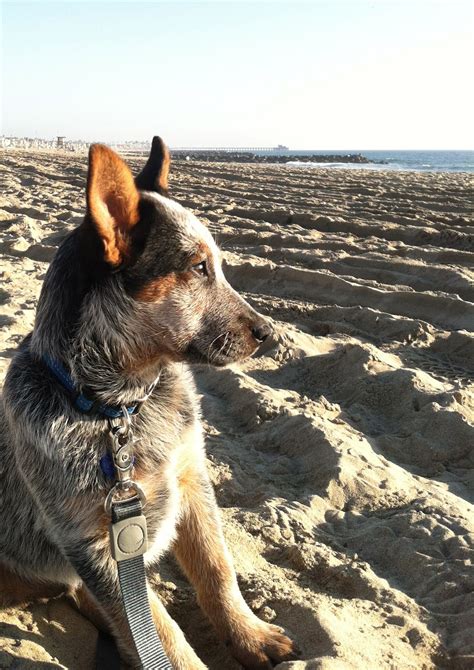 Great for active families or ranch, farm or acreage. This is our new puppy Scout! Auastralian Cattle Dog 4 month old puppy at Newport Beach CA ...