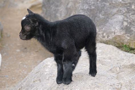 Free Images Kid Cute Pet Mammal Goats Vertebrate Dwarf Goat