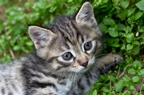 More than 800,000 products make your work easier. gray tabby kitten free image | Peakpx