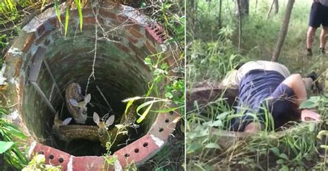 Woman Discovered Deer Trapped In Well After Hearing Their Cries For