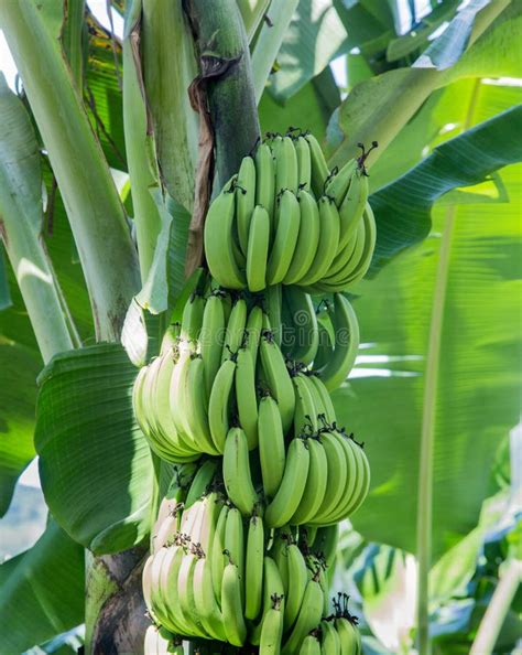 Bunches Of Green Bananas In Tree Stock Image Image Of Plantation
