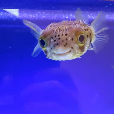This Smiling Puffer Fish At My Kids School Aww