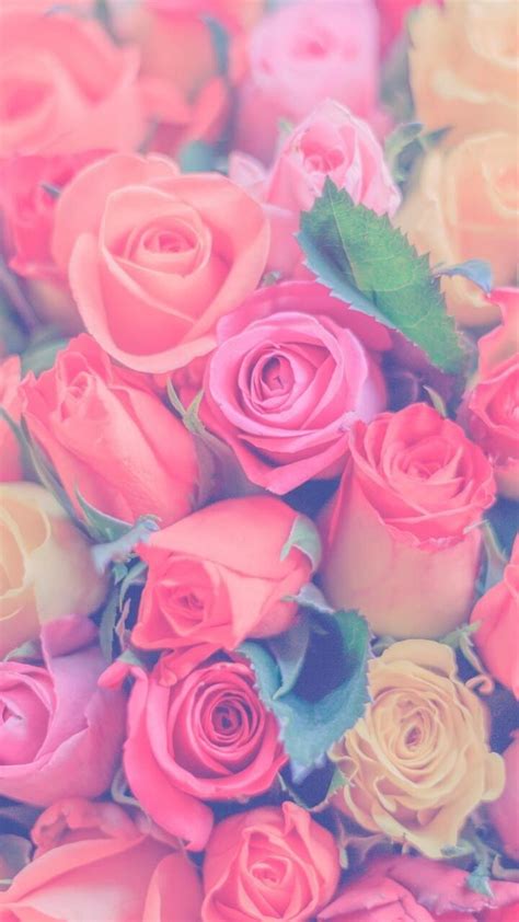 Pastel Roses Wallpapers Top Free Pastel Roses Backgrounds