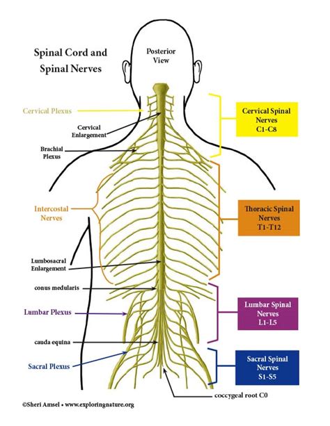 The Spinal Nerves Chart X Spinal Nerve Spinal Nerves Anatomy Porn Sex Picture