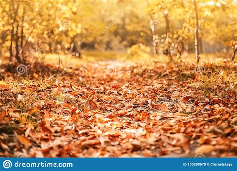 Beautiful Autumn Landscape With Trees And Dry Leaves Stock Photo