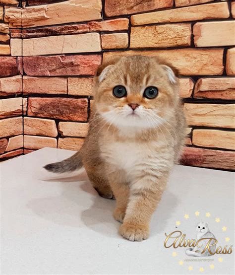 Вислоухая Золотая Шиншилла Кошка Фото Telegraph