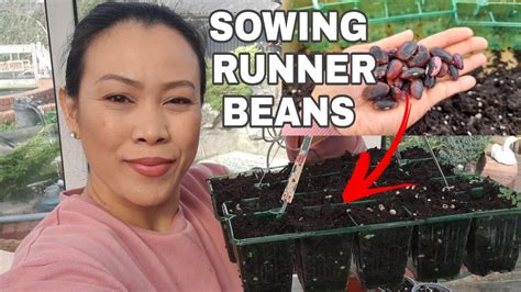 Sowing Runner Beansbritpinay Journey Youtube