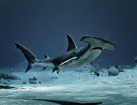 Sharks By Am Hammerhead Daz 3d