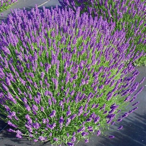 Munstead Lavender Plant Lavandula Munstead Seeds Etsy