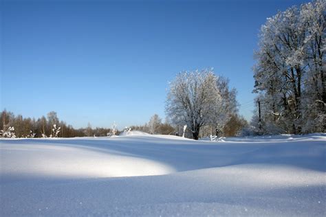 Free Images Tree Nature Snow White Field Sunlight Morning