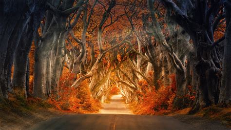 Autumn Forest Road 4k 8k Wallpapers Hd Wallpapers Id