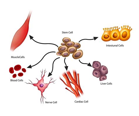 What Is Regenerative Medicine What Are Its Benefits And Is It For You The Star