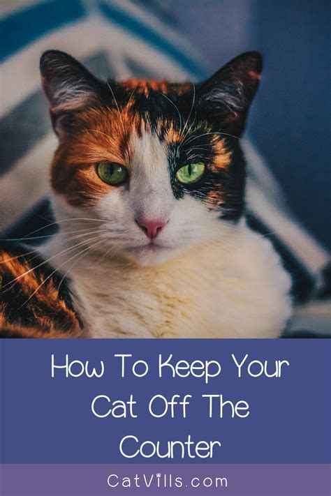 He may also only associate the method with you being around, doing nothing to prevent him from jumping on the counters when you're gone. Keeping Cats off the Counter in 4 Easy Steps- CatVills in ...