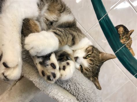 A beautiful feline friend waiting for his forever home in a local