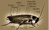 Photos of Cockroach Diagram