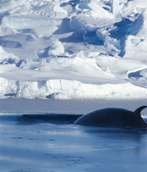 Deep Sea ‘ears Map Migration Of Fin Whales Australian Antarctic