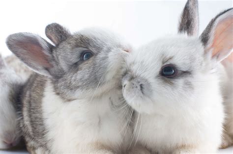 Introduction To Bonding Rabbits