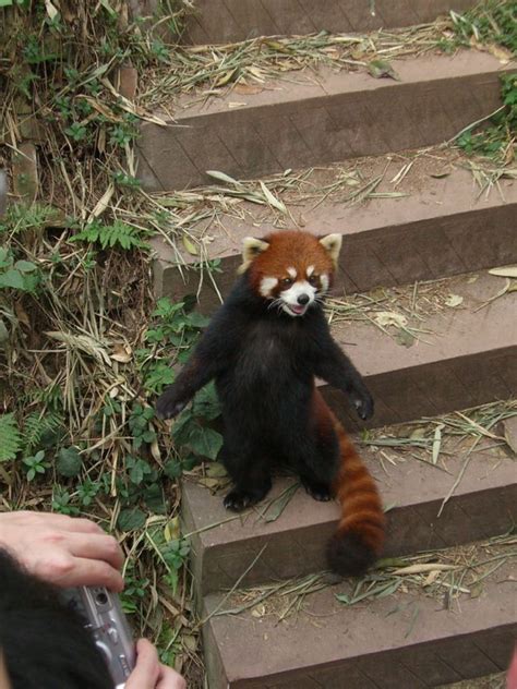 Breathtaking 25 Things You Didnt Know About Red Pandas