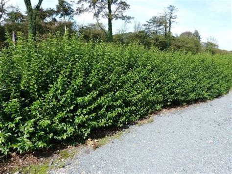 Regal Privet Hedge Work Great When Used To Landscape Around A Home And
