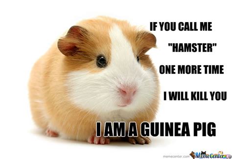 Angry Guinea Pig By Cutekiller Meme Center