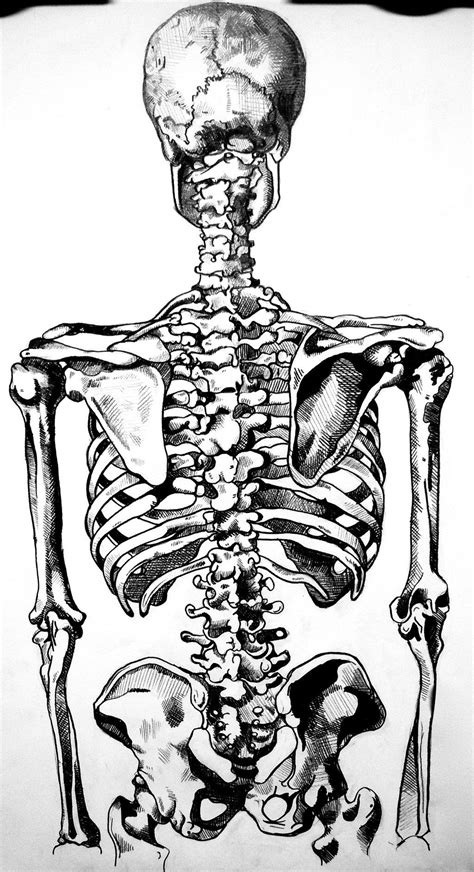 Skeleton Back Human Anatomy Art Anatomy Art Skeleton Art