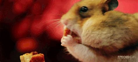 Hamster Qui Se Gave Manger Image  Animé