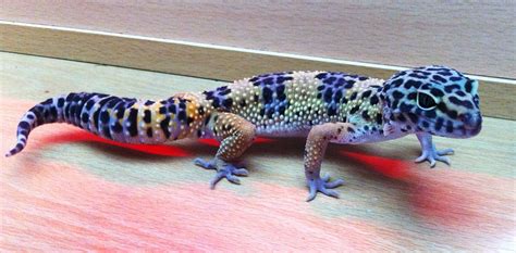 Leopard Gecko Lepord Gecko Cute Gecko