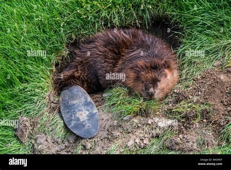 Tail Beavers Hi Res Stock Photography And Images Alamy