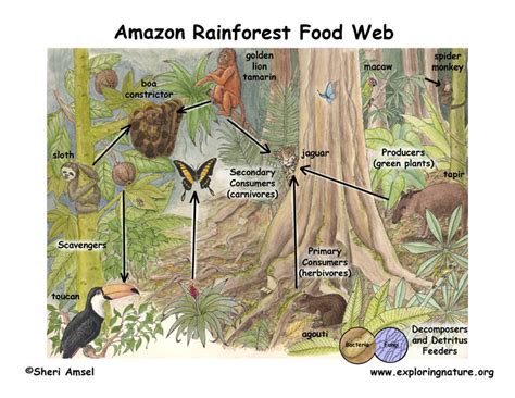 Tropical rainforests contain rich biodiversity of animals and plants, many of which are unique to these ecosystems. Tropical (Rainforest) | Biomes of Planet Earth