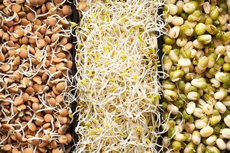 10 Reasons Eating Sprouts Should Be A Part Of Your Daily Diet Ecowatch