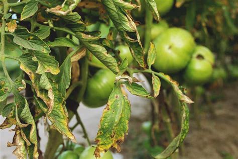 Identifying And Preventing Common Problems With Plants Fusarium Wilt