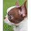 Apple Head Chihuahua Puppy Exclusive Color Withe & Chocolate 10 Weeks 