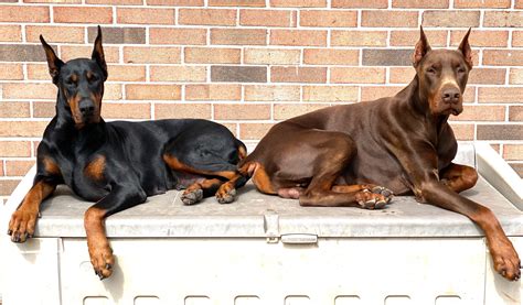 How Much Would A Doberman Cost
