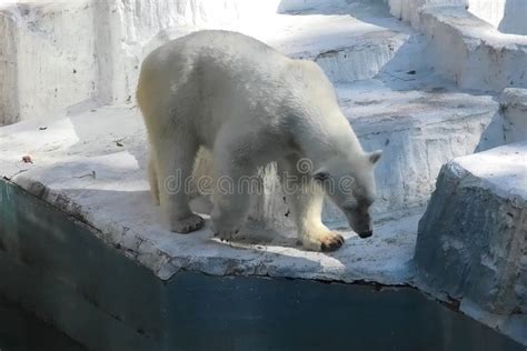 Polar Bear At The Zoo Life Of A Polar Bear In Captivity Stock Image